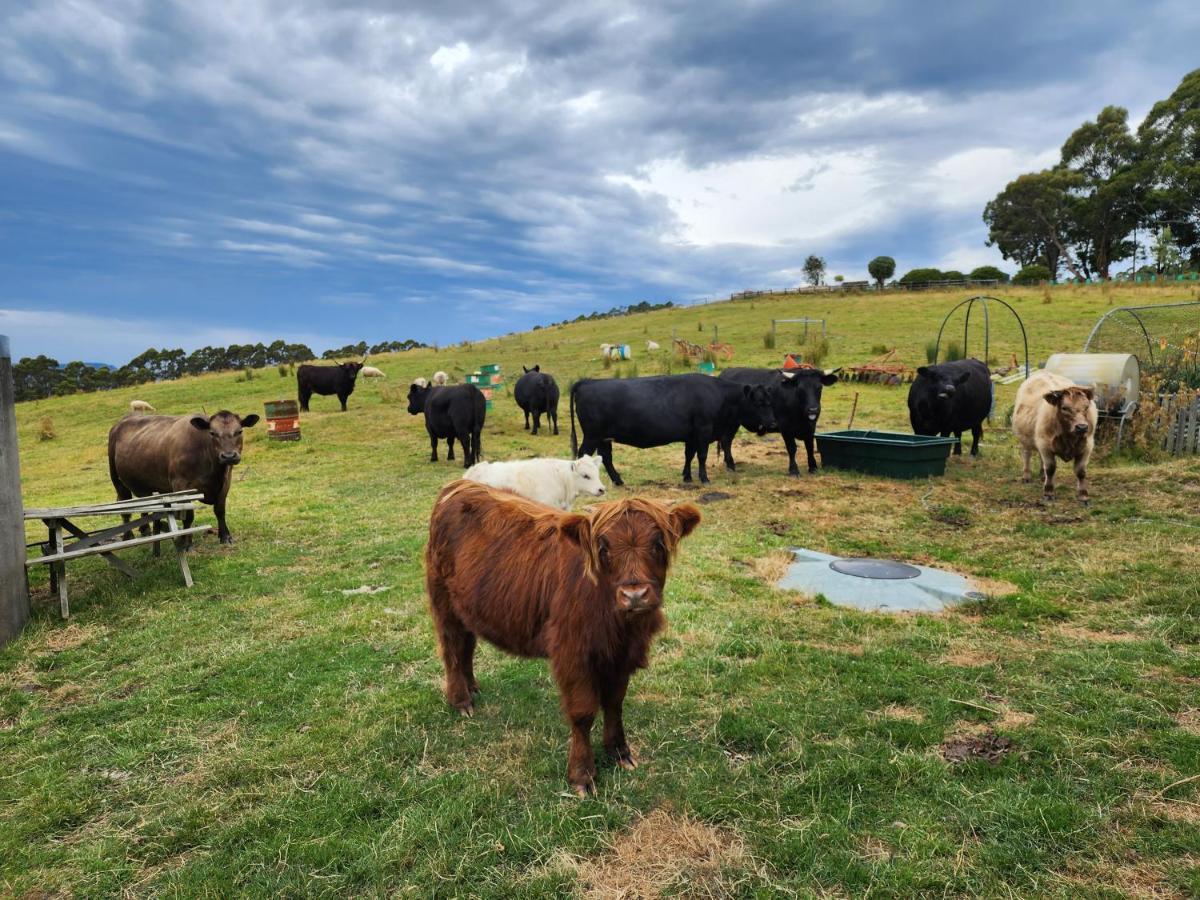 Ruby'S Cottage Farm Stay Port Arthur Luaran gambar