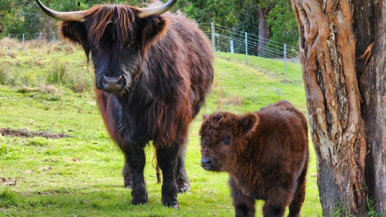 Ruby'S Cottage Farm Stay Port Arthur Luaran gambar