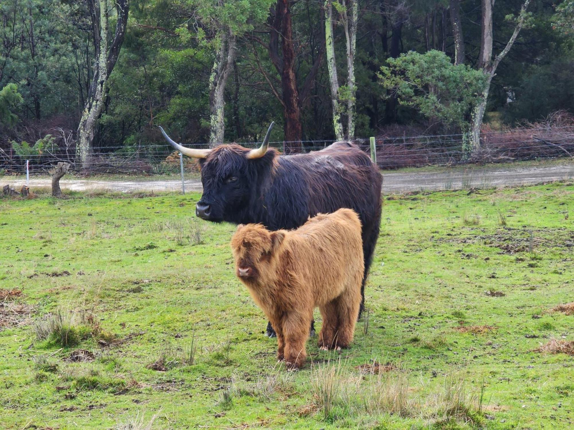 Ruby'S Cottage Farm Stay Port Arthur Luaran gambar