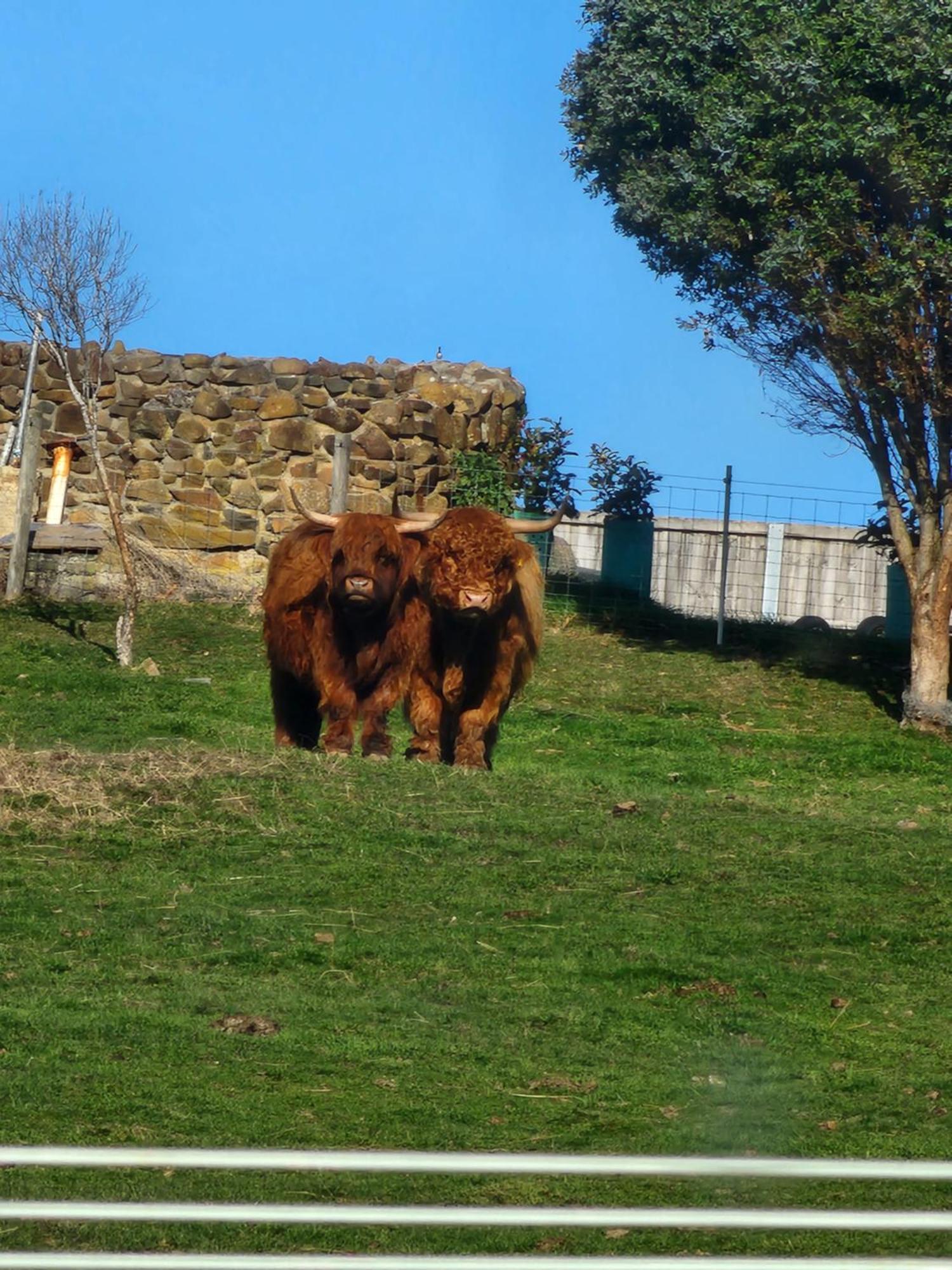 Ruby'S Cottage Farm Stay Port Arthur Luaran gambar