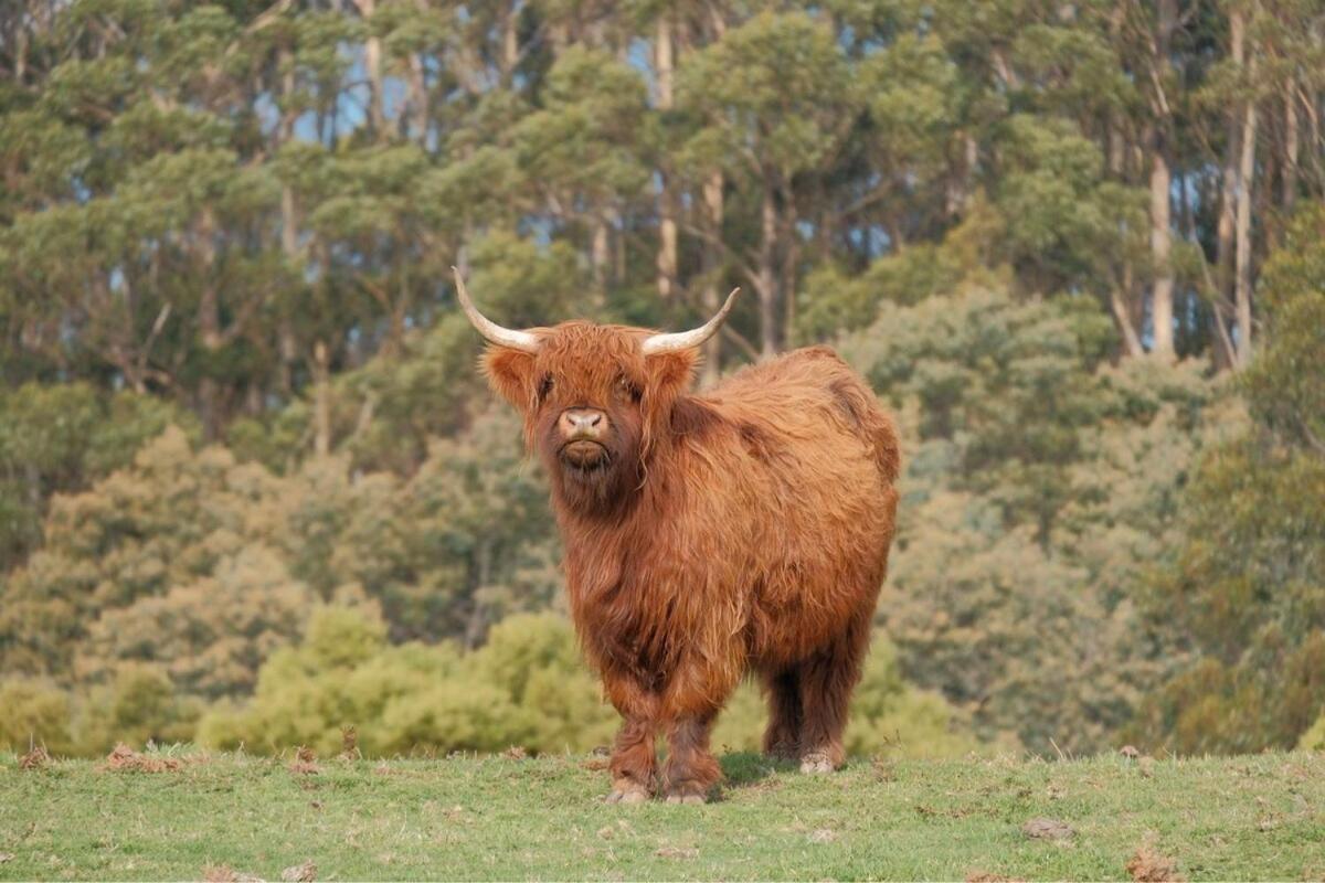 Ruby'S Cottage Farm Stay Port Arthur Luaran gambar
