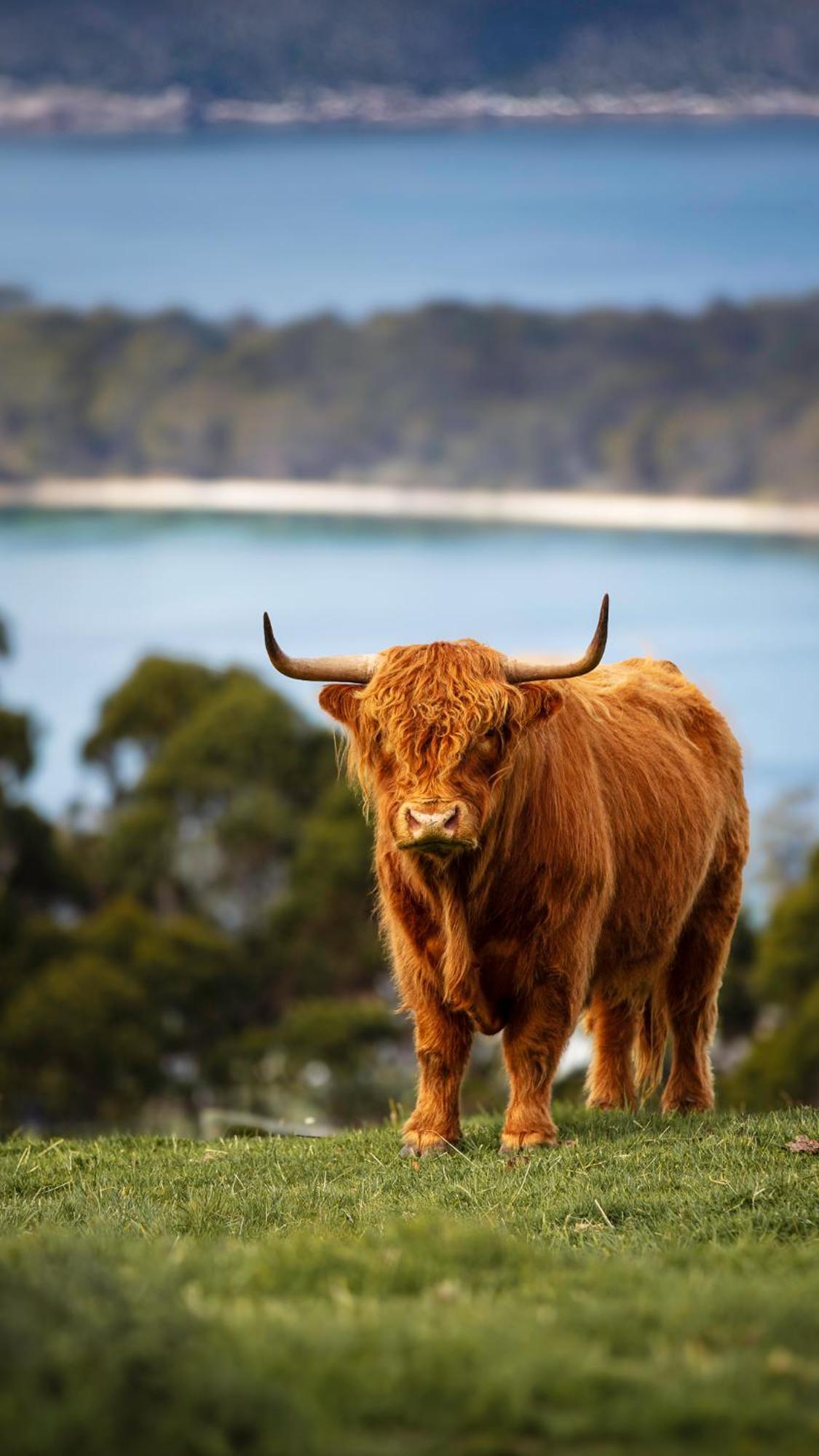 Ruby'S Cottage Farm Stay Port Arthur Luaran gambar
